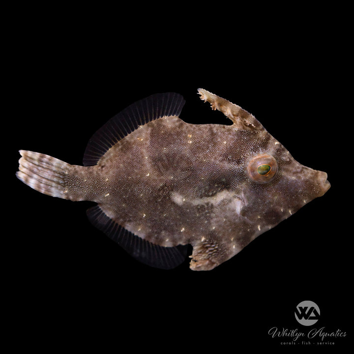 Matted Leatherjacket Filefish - Acreichthys tomentosus