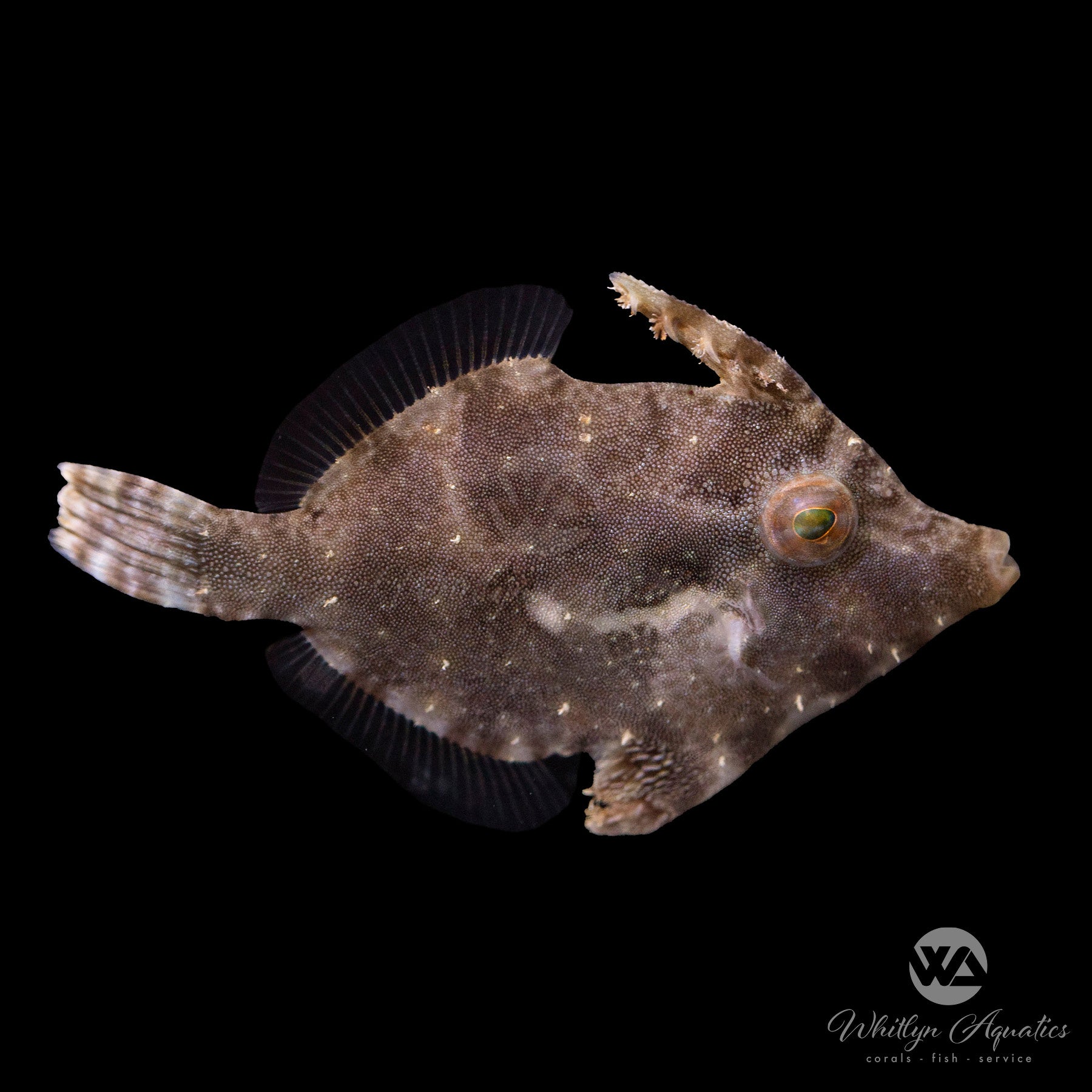Matte Filefish Matted (Aiptasia Eating) Filefish - Acreichthys tomentosus – Whitlyn ...