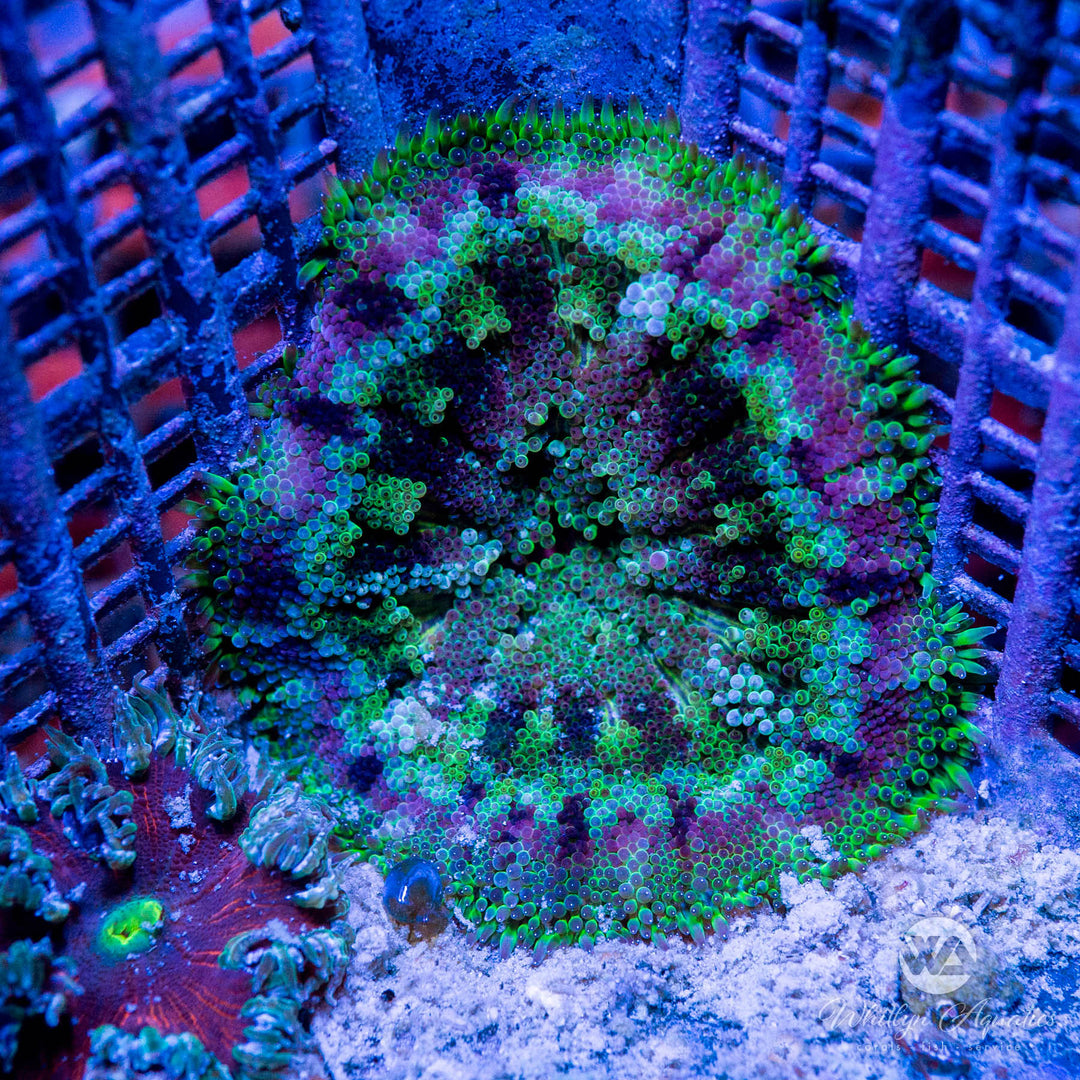 Maxi-Mini Carpet Anemone
