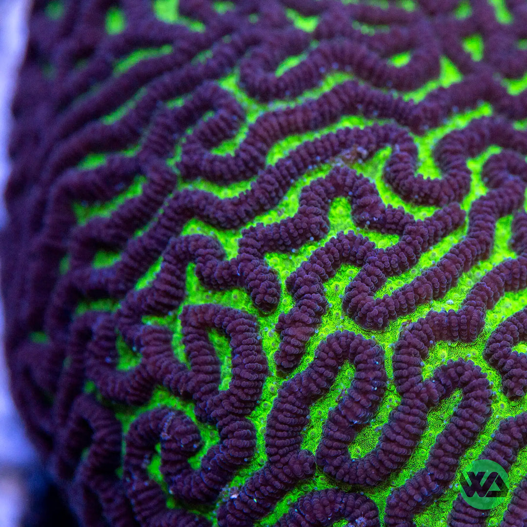 Maze Brain Platygyra