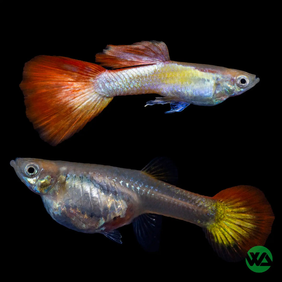 Micariffe Flame Guppy