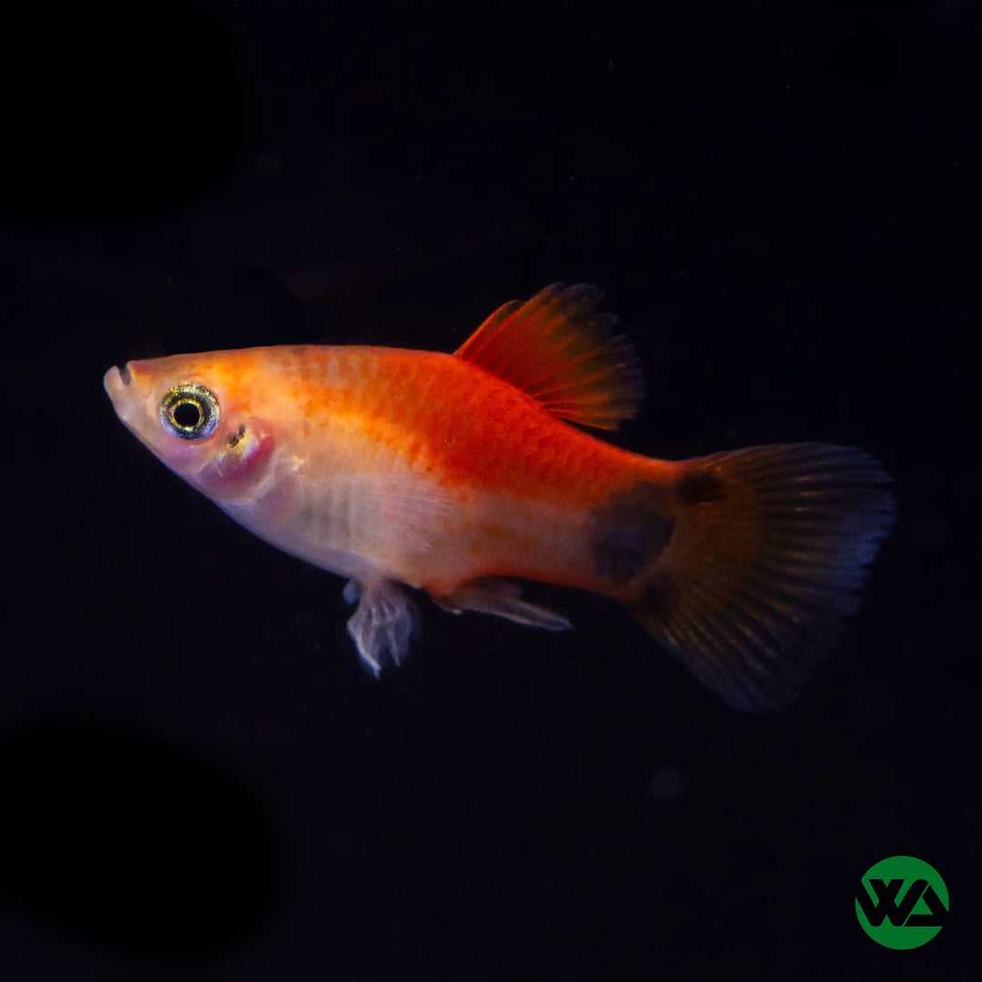 Mickey Mouse Platy