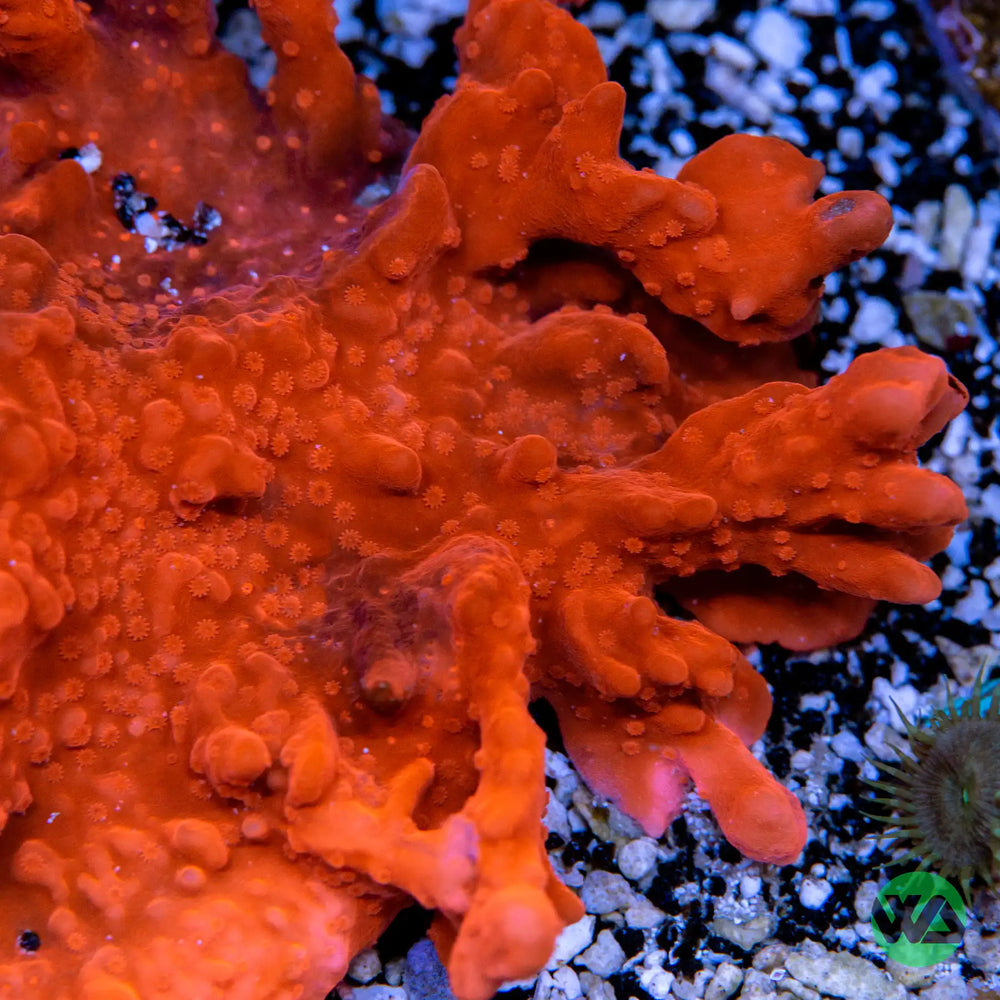 Montipora Setosa