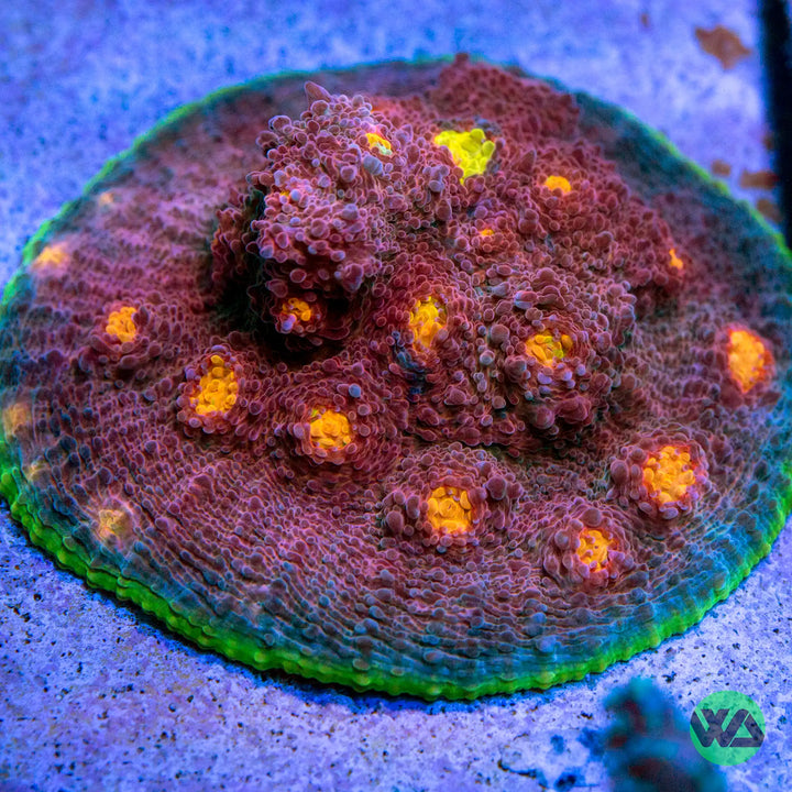 My Miami Chalice Coral