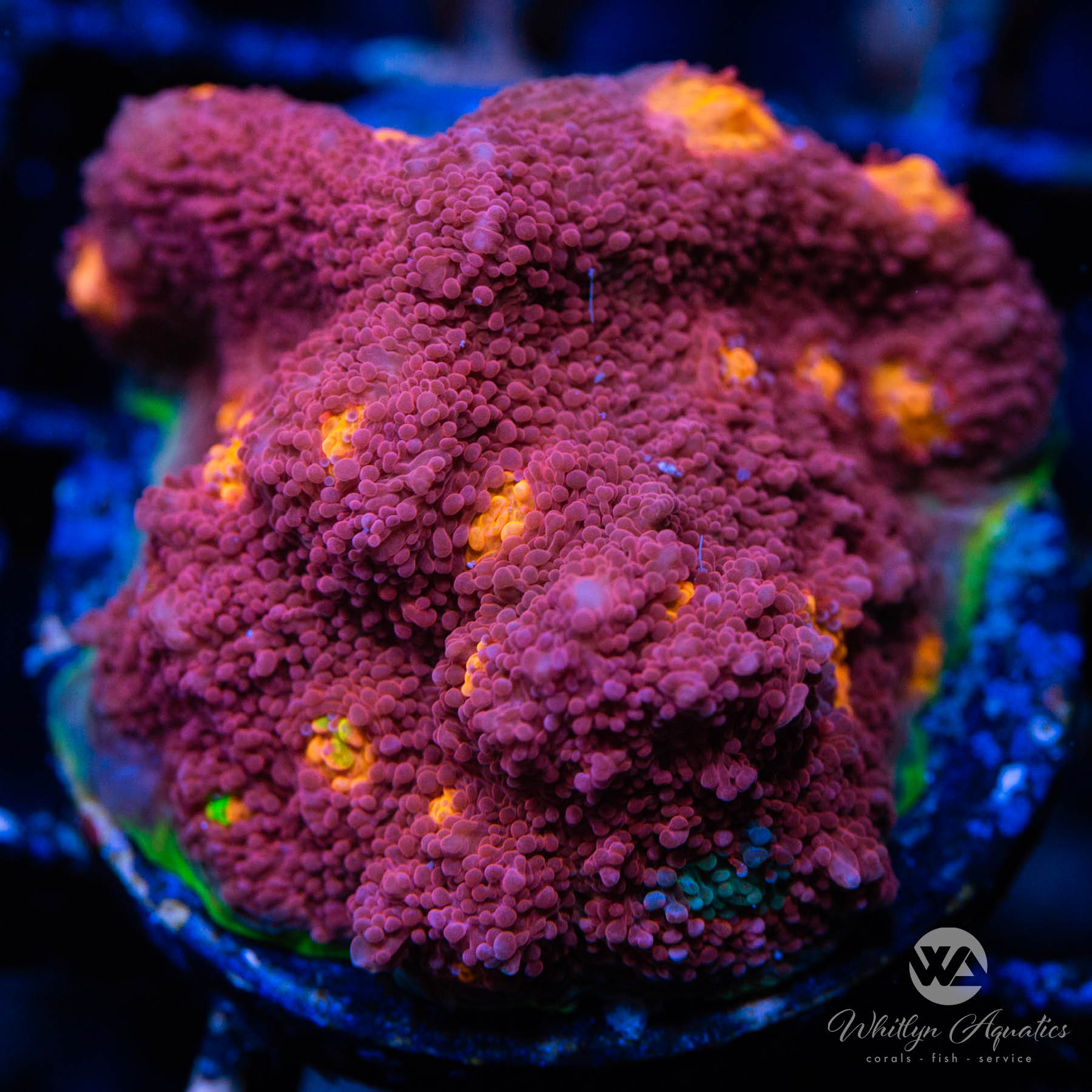 My Miami Chalice – Whitlyn Aquatics