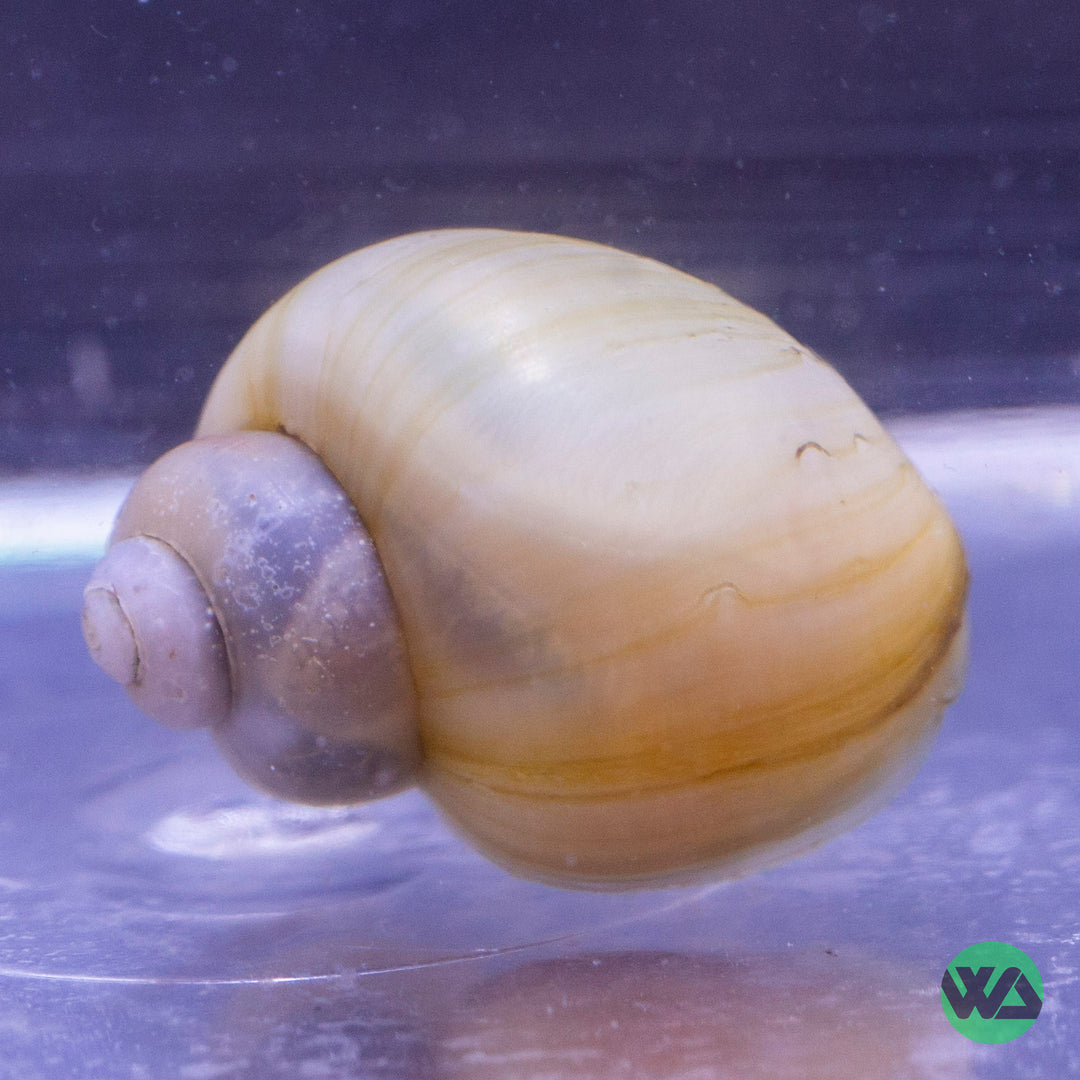 Mystery Snail Assorted - Pomacea sp.