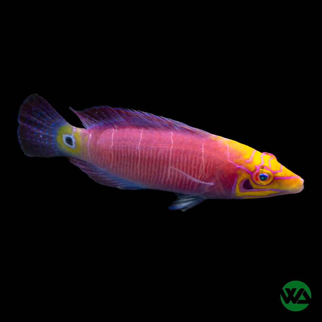 Mystery Wrasse