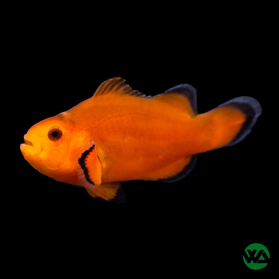 Naked Clownfish - Amphiprion Ocellaris