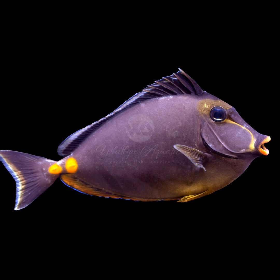 Naso Tang - Naso Lituratus