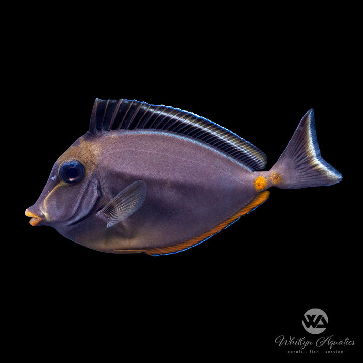 Naso Tang - Naso Lituratus Medium