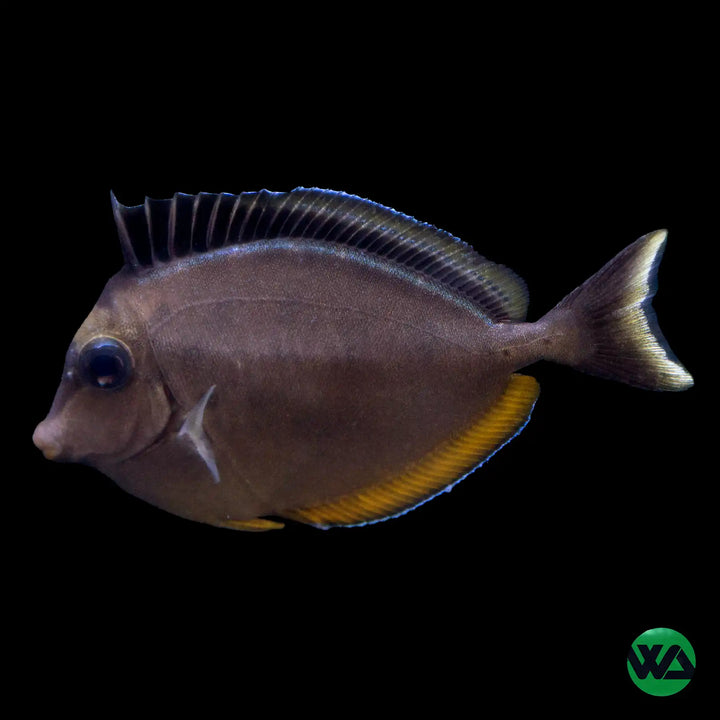 Naso Tang - Naso Lituratus