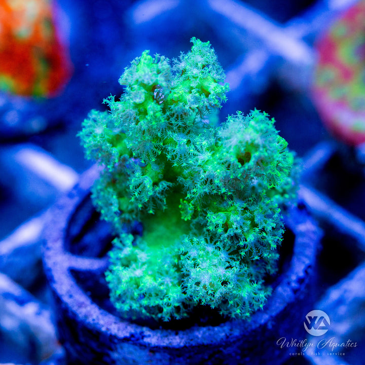 WA Neon Green Nephthea Soft Coral