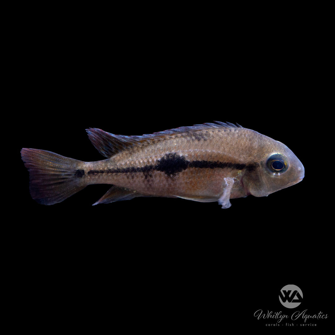 Nicaragua Cichlid - Hypsophrys nicaraguensis