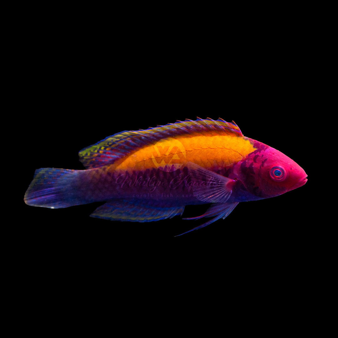 Orange Back Fairy Wrasse