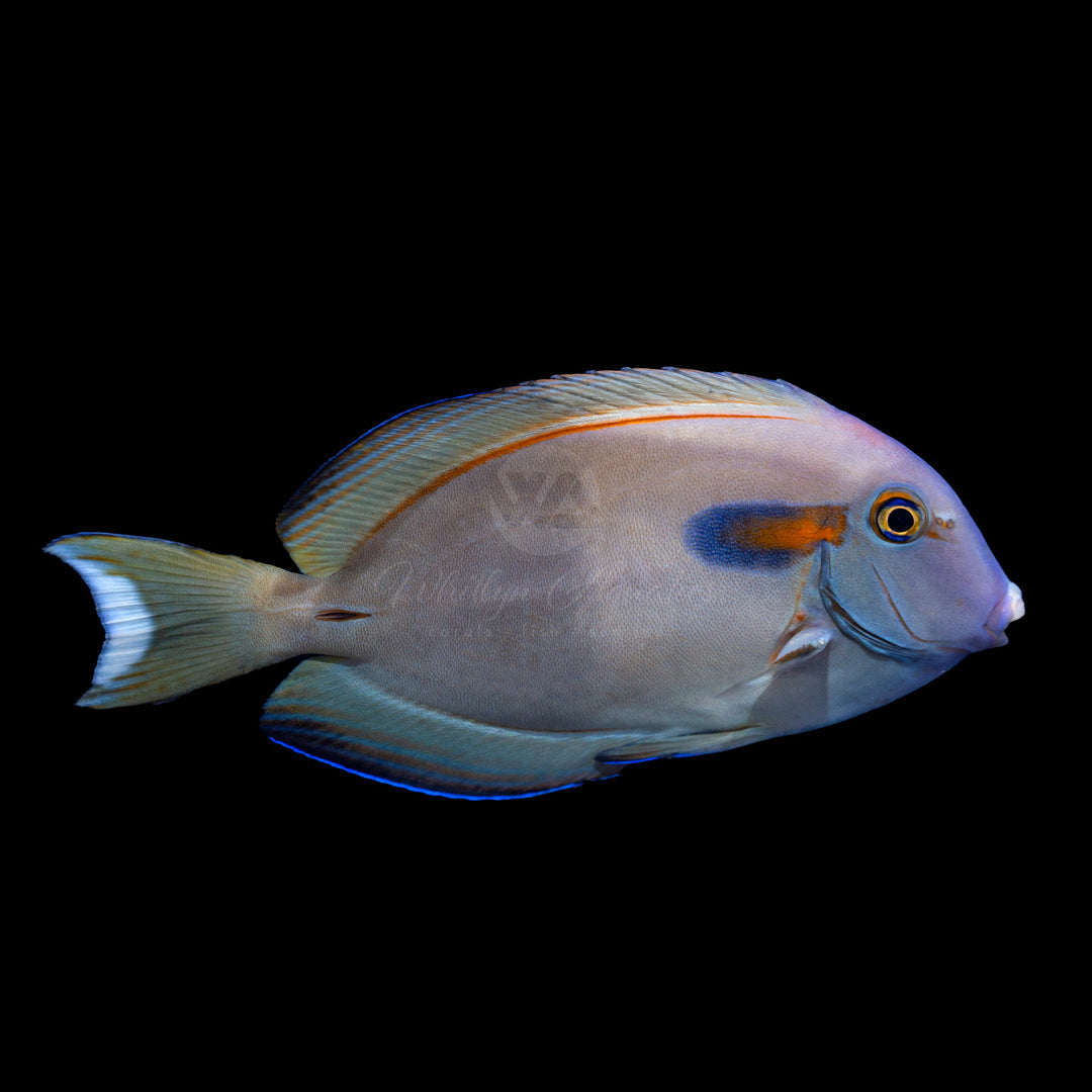 Orange Shoulder Tang - Acanthurus olivaceus