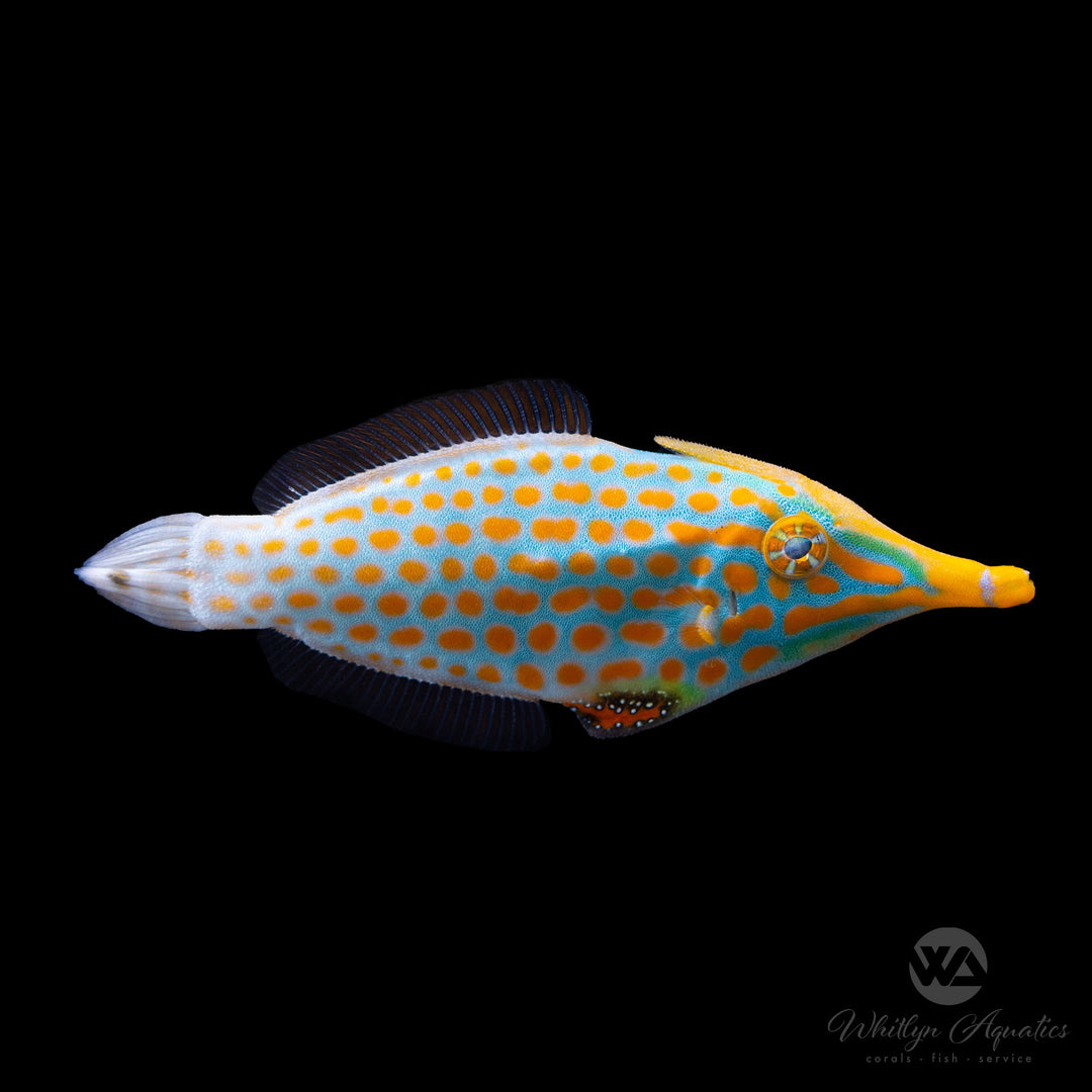 Orange Spot Filefish - Cantherhines pullus