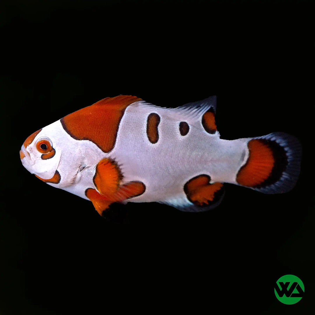 Orange Storm Clownfish