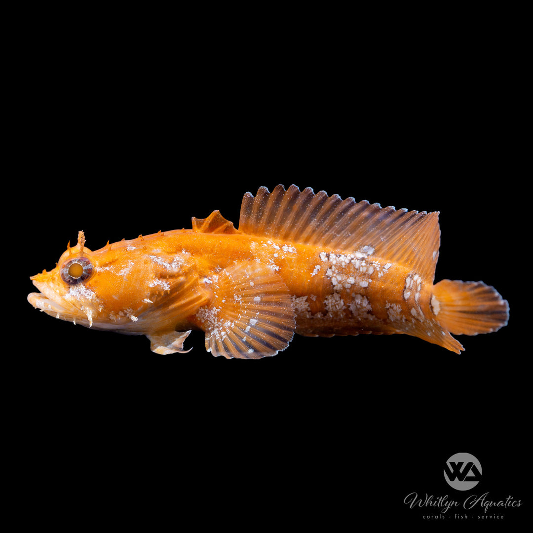 Orange Toadfish - Opsanus beta