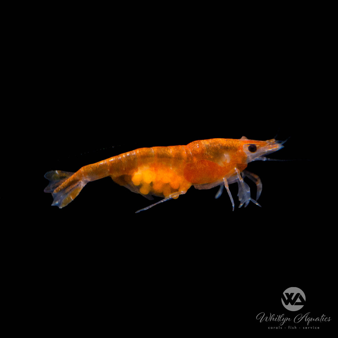 Orange Rilli Shrimp - Neocaridina davidi