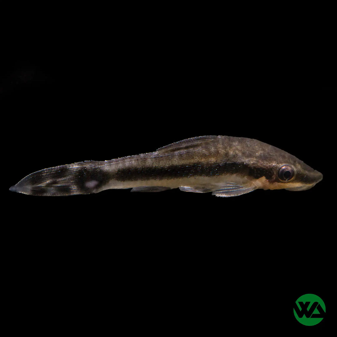 Catfish Whitlyn Aquatics