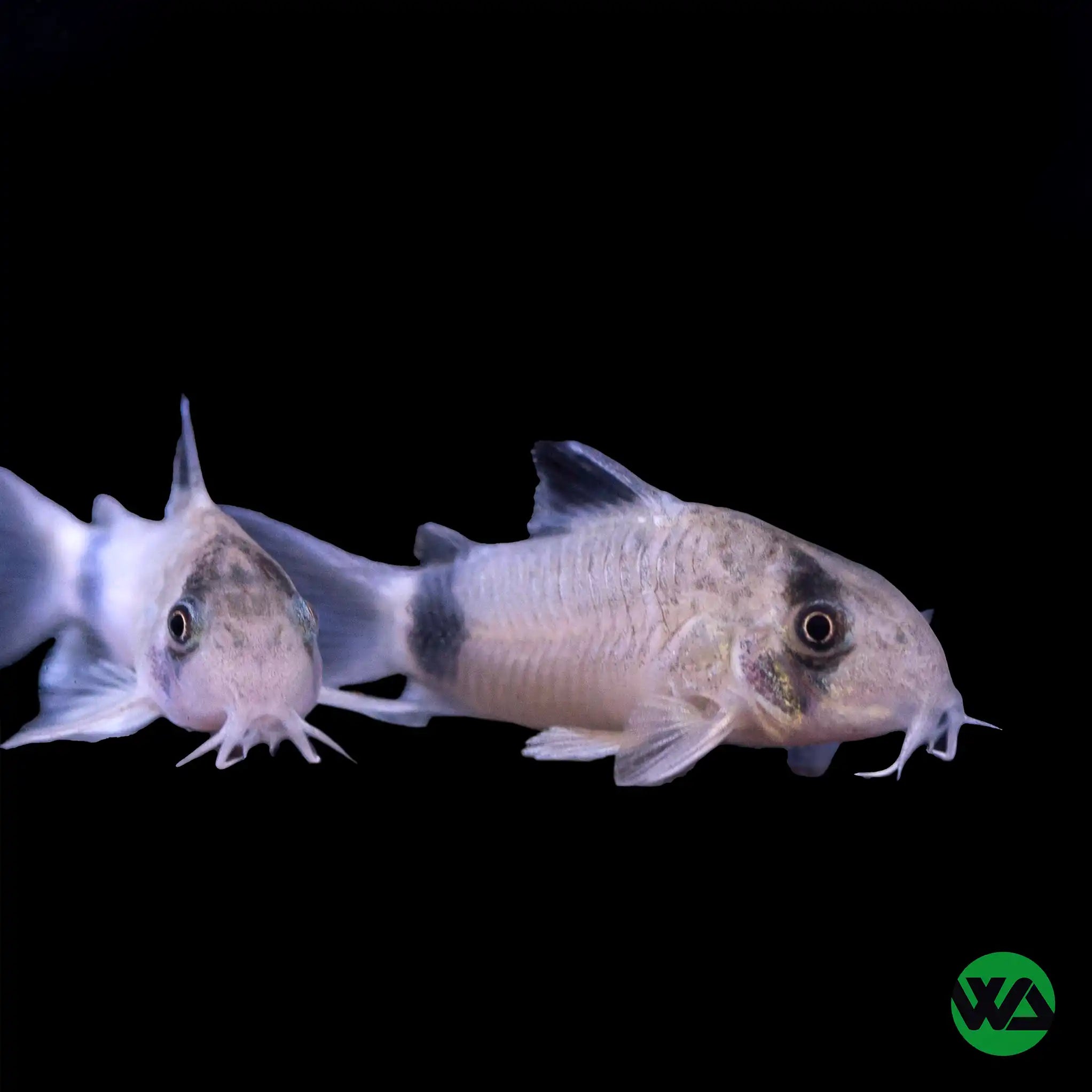 Panda Cory Catfish - Corydoras panda – Whitlyn Aquatics