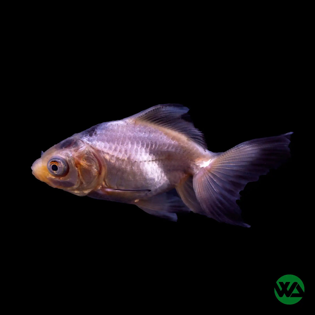 Panda Goldfish