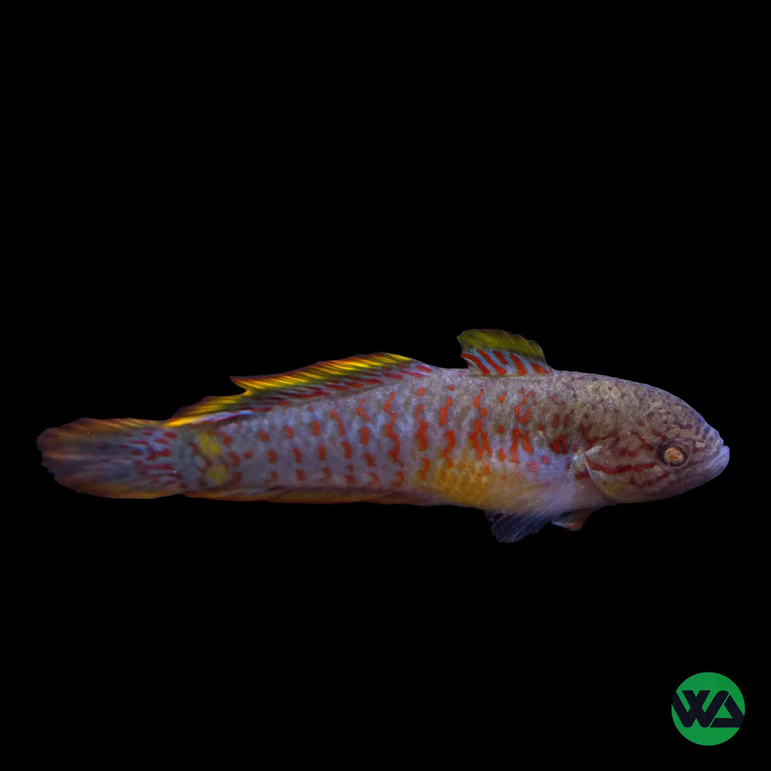 Peacock gudgeon care hot sale