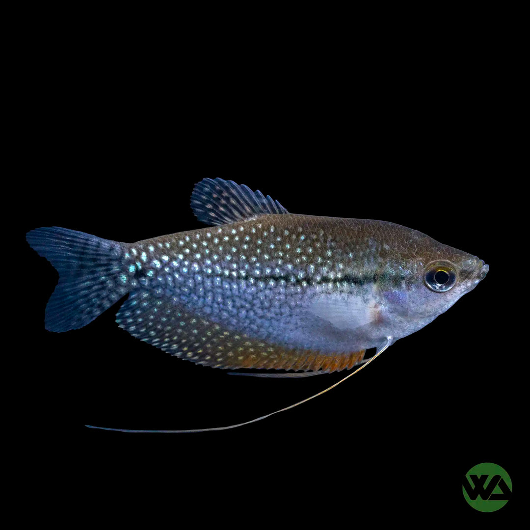 Pearl Gourami - Trichopodus leerii