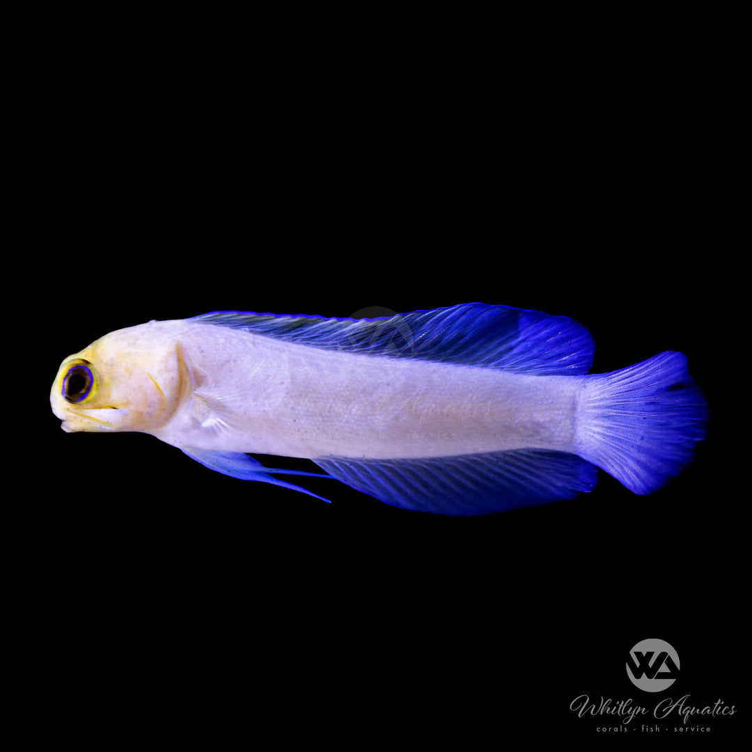 Pearly Yellowhead Jawfish - Opistognathus aurifrons