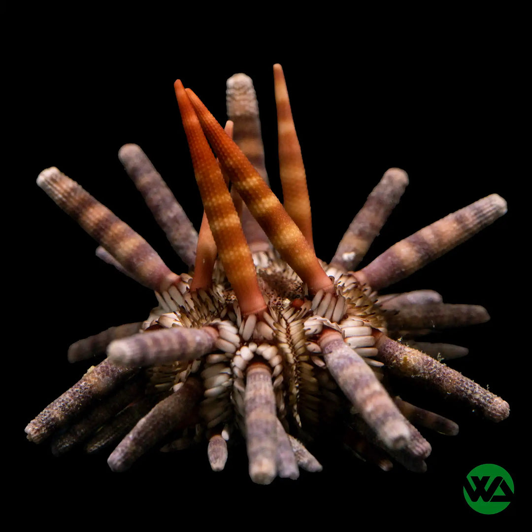 Pencil Urchin