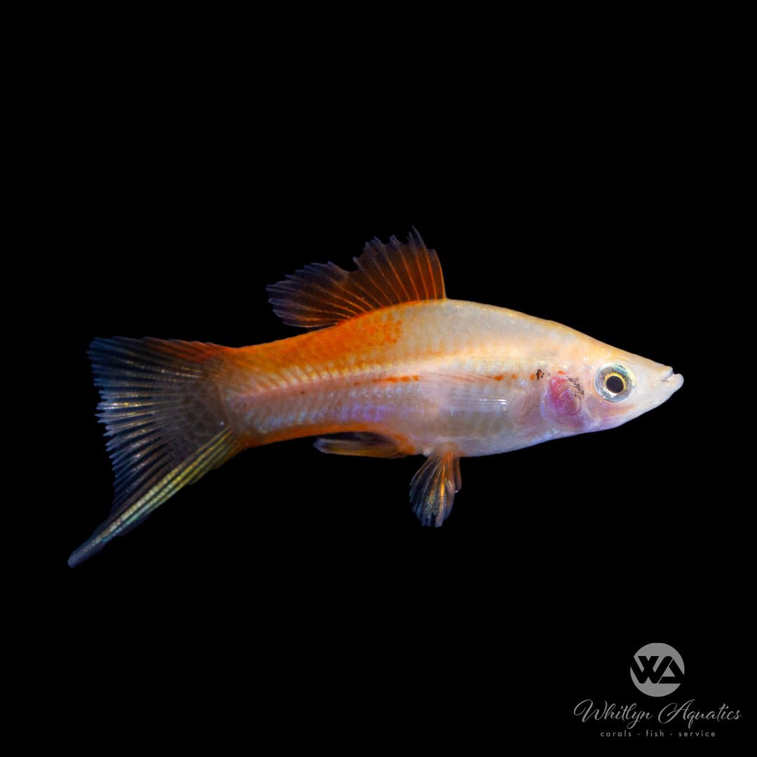 Pineapple Swordtail - Xiphophorus helleri