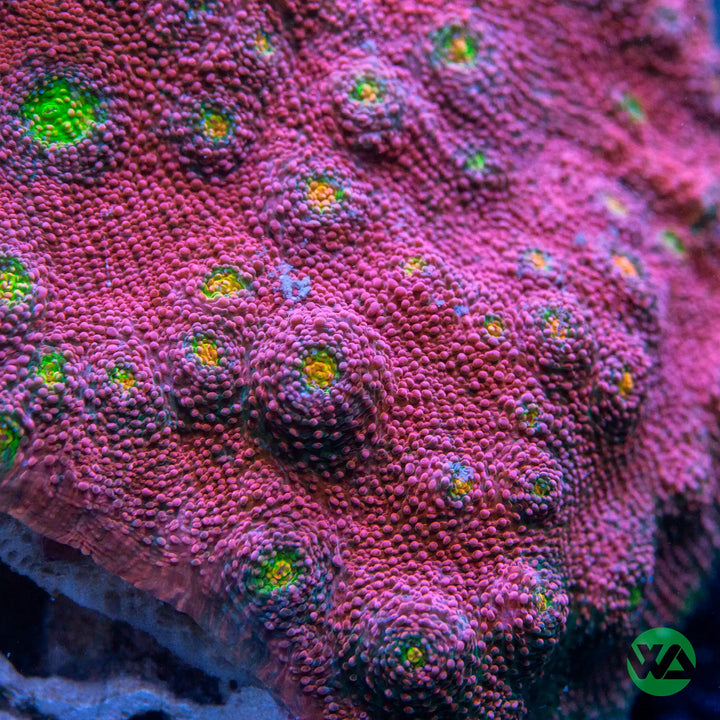 Pink BOobies Chalice Colony