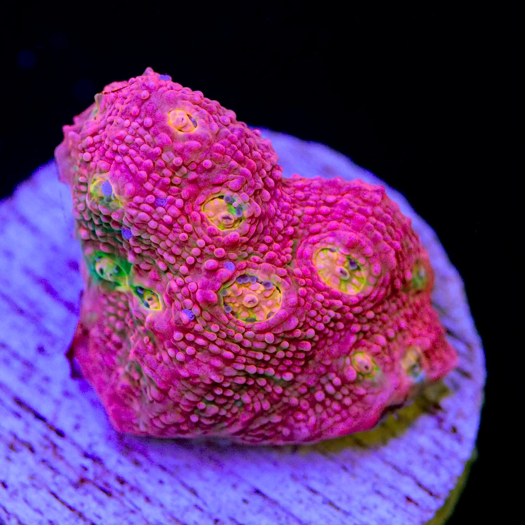 Pink Boobies Chalice Coral