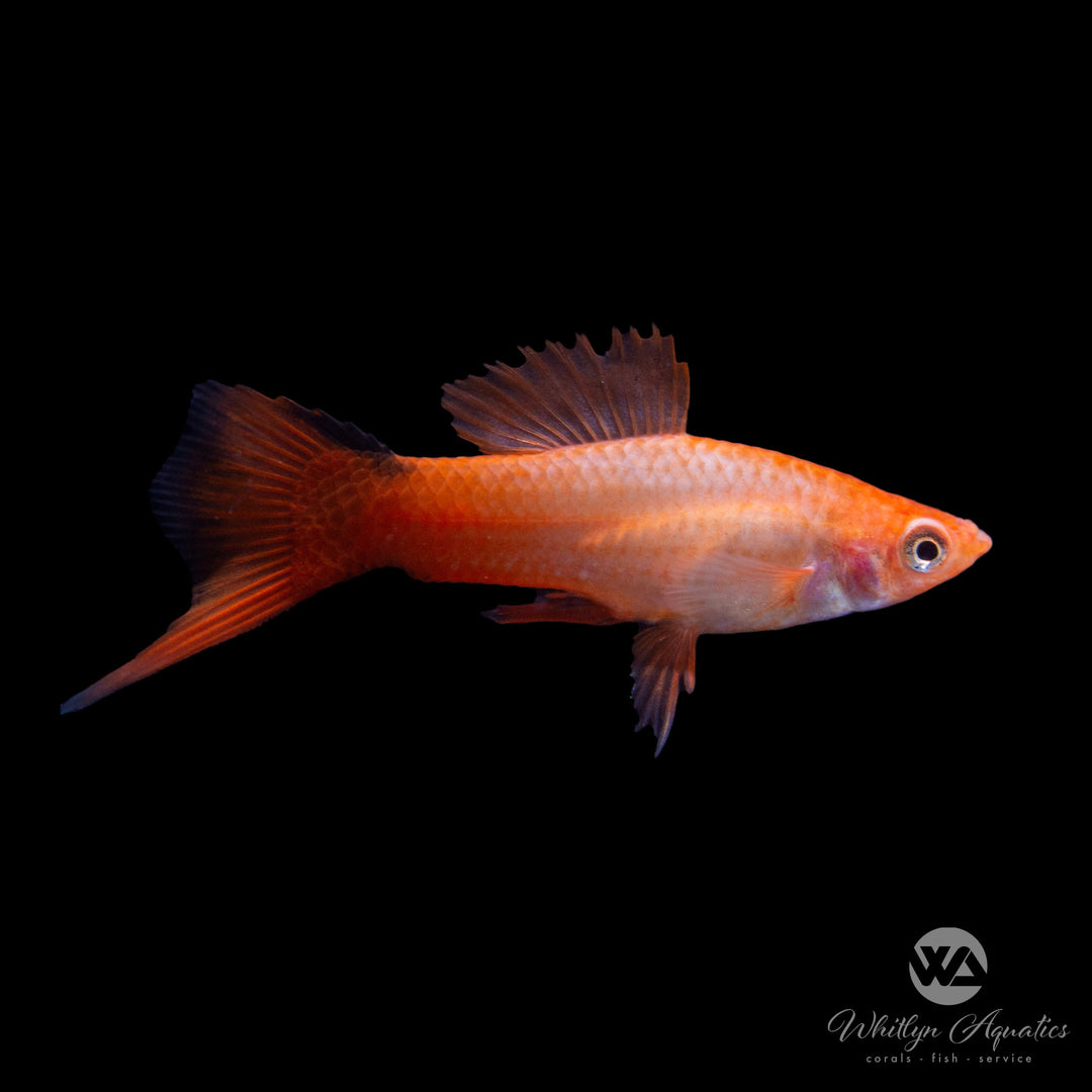 Pink Comet Swordtail - Xiphophorus helleri
