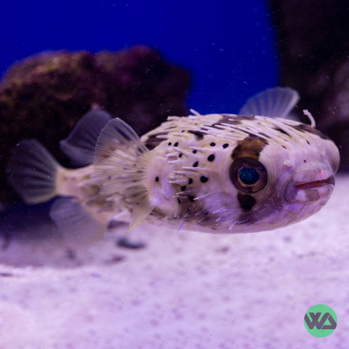 Porcupine Puffer - Diodon holocanthus