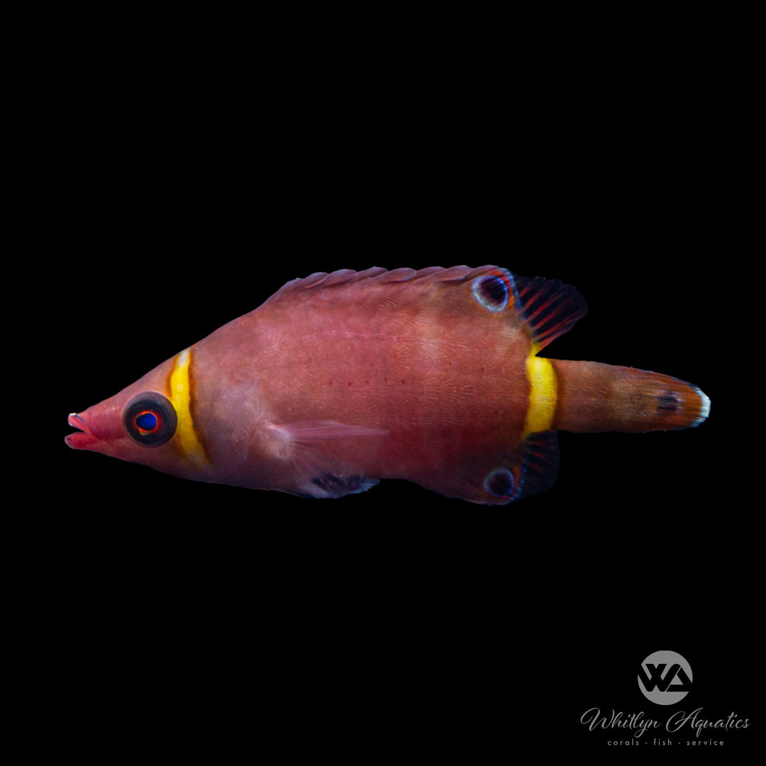 Yellow Banded Possum Wrasse - Wetmorella nigropinnata