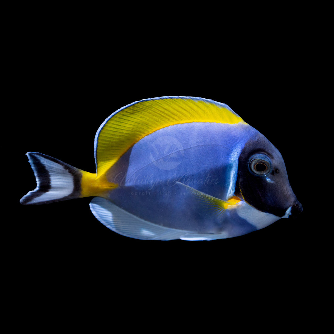 Powder Blue Tang - Acanthurus leucosternon