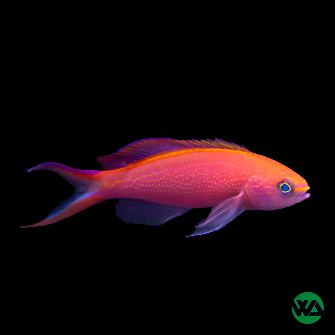 Princess Anthias
