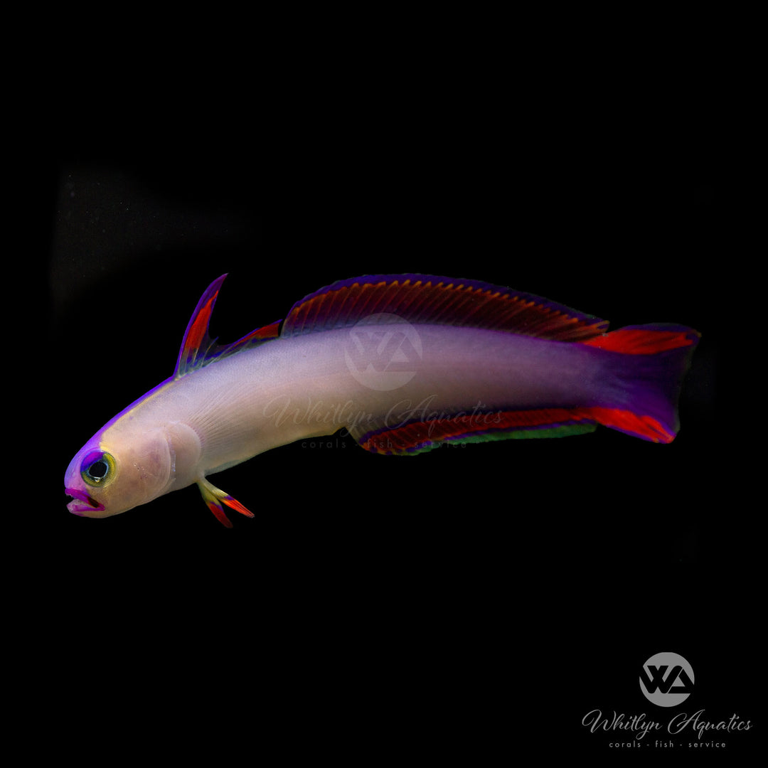 Purple Firefish - Nemateleotris decora