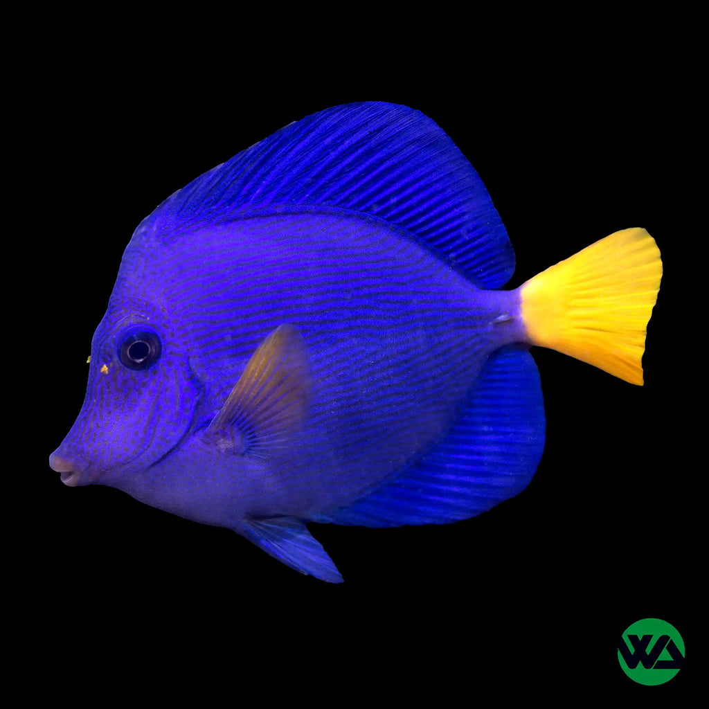 Purple Tang - Zebrasoma xanthurum – Whitlyn Aquatics
