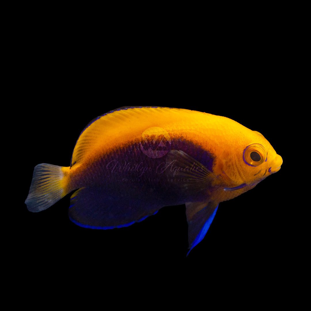 Pygmy Cherub Angelfish - Centropyge argi