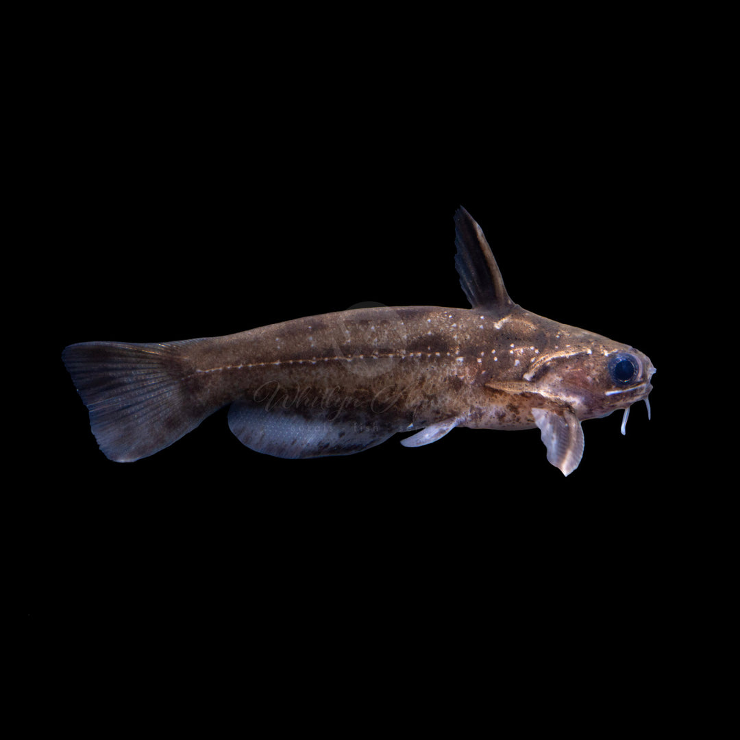 Pygmy Driftwood Catfish - Trachelyichthys exilis