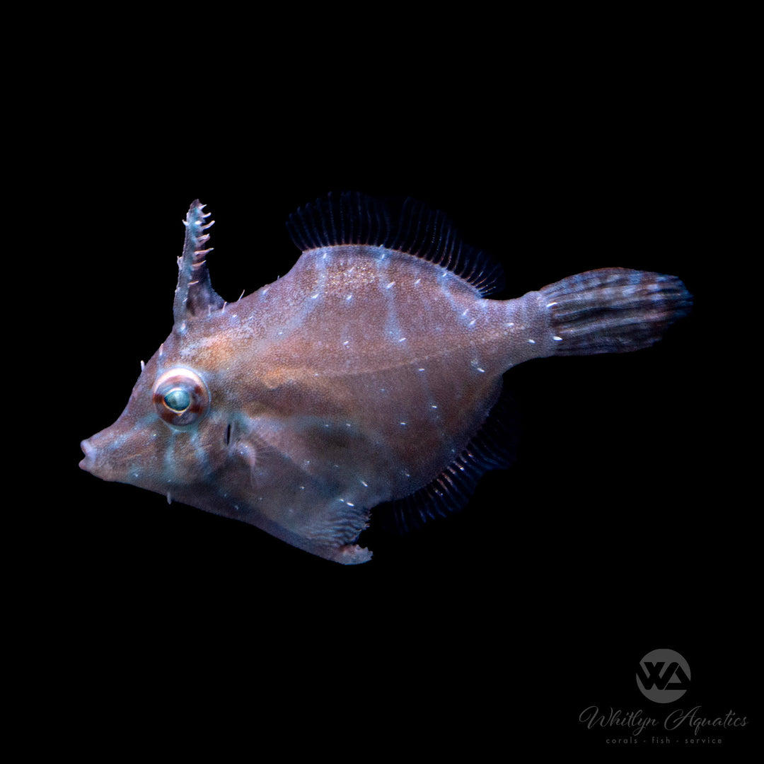 Radial Filefish - Acreichthys radiatus