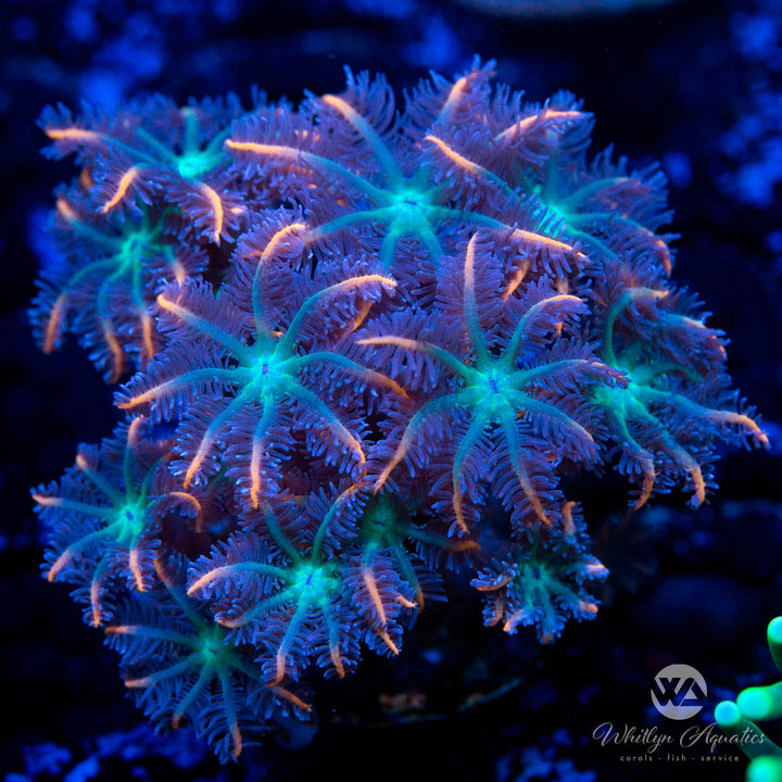 Ultra Rainbow Clove Daisy Polyp