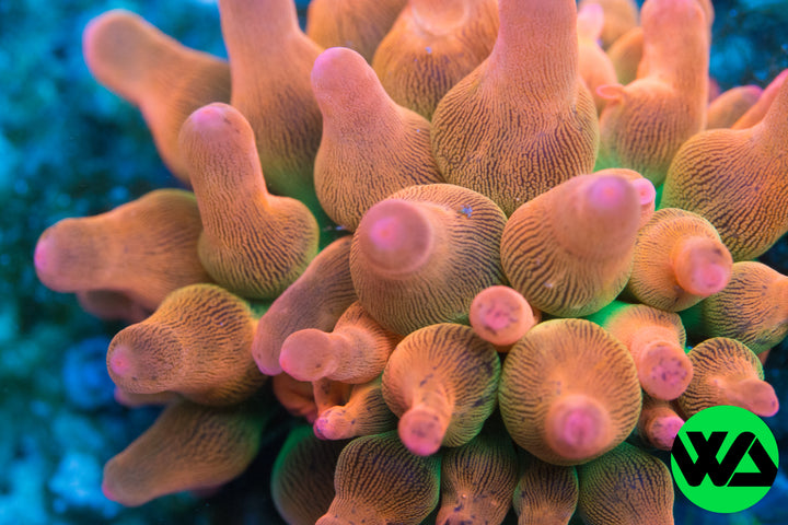 WA Rainbow LSD Anemone ULTRA RARE WA, Anemone - Whitlyn Aquatics - Live Coral