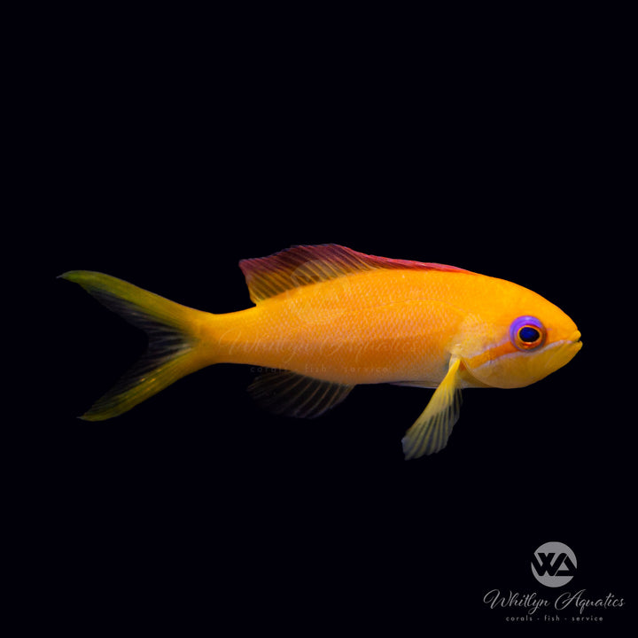 Randall's Anthias -  Pseudanthias randalli Female