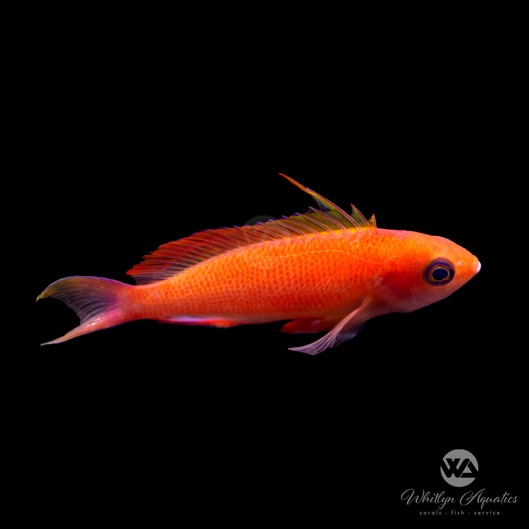 Randall's Anthias -  Pseudanthias randalli Male