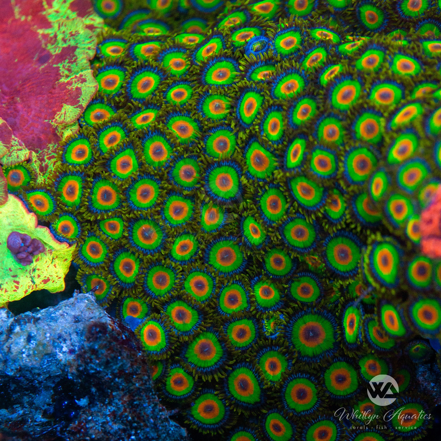 Rasta Zoanthid (Aquacultured) – Whitlyn Aquatics