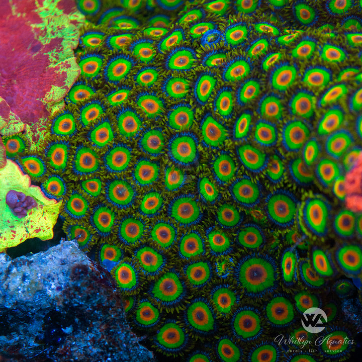 Rasta Zoanthid (Aquacultured)