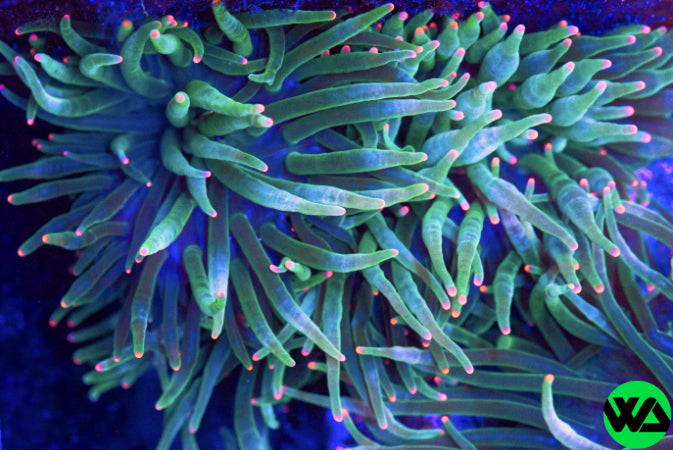 WA RASTA NEON TIP ANEMONE, Anemone - Whitlyn Aquatics - Live Coral
